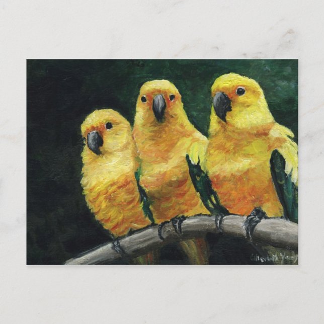 "Three Sun Conures" Bird Art Postcard (Front)