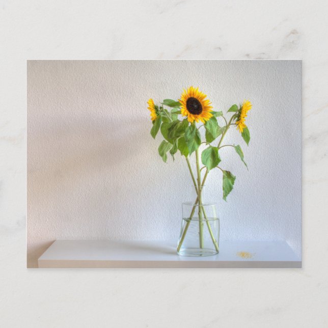 Three Sunflowers Postcard (Front)