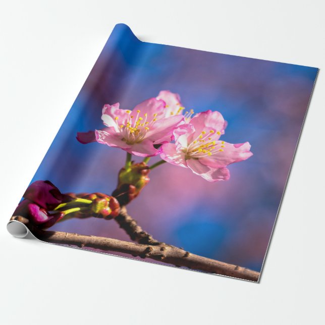 Three Sunlit Sakura Flowers Wrapping Paper (Unrolled)