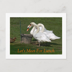 "THREE SWANS AND A DUCK AT FEEDING BUCKET" POSTCARD