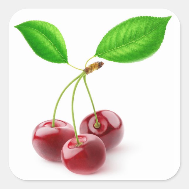 three sweet cherries with leaves square sticker (Front)
