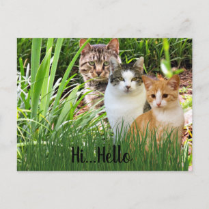 Three Tabby Cats in Garden "Hi Hello" Postcard