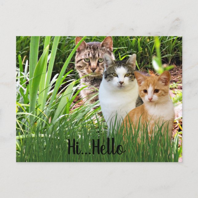 Three Tabby Cats in Garden "Hi Hello" Postcard (Front)