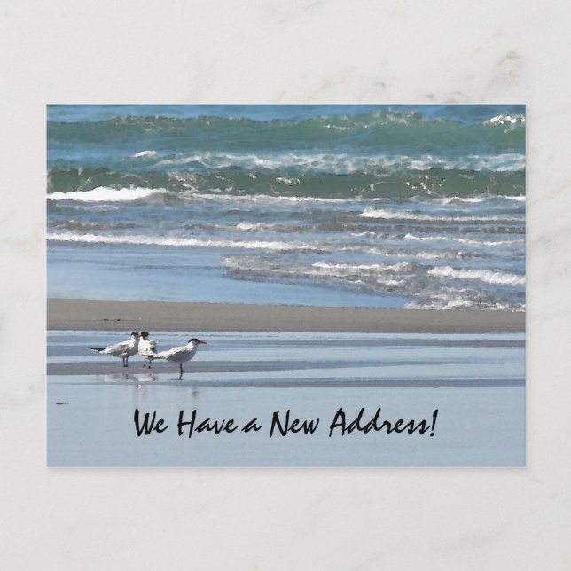Three Terns on a Beach Postcard (Front)