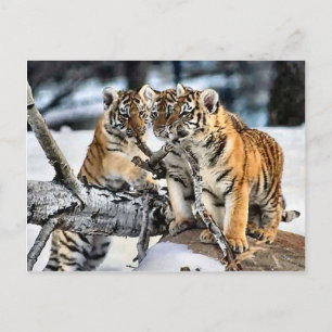 Three Tiger Cubs In Snow Art Gifts Postcard