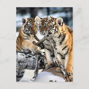 Three Tiger Cubs In Snow Art Gifts Postcard
