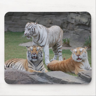 Three Tigers Mouse Pad