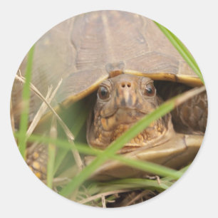 Three-toed Box Turtle Classic Round Sticker