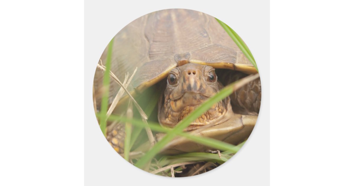 Three-toed Box Turtle Classic Round Sticker | Zazzle