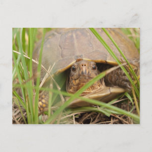 Three Toed Box Turtle Postcard