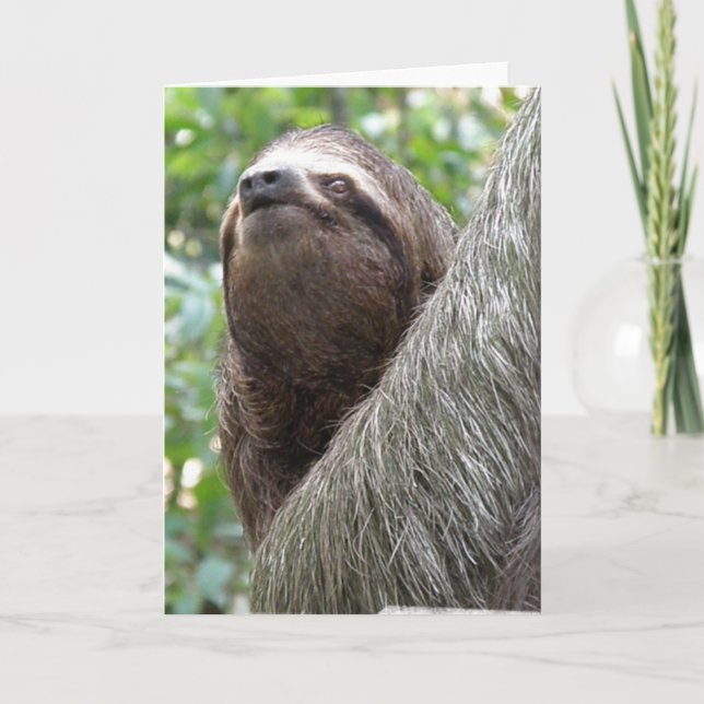 Three Toed Sloth Greeting Card (Front)
