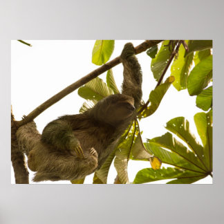 Three Toed Sloth in Costa Rica Poster