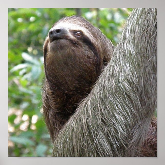 Three Toed  Sloth Poster (Front)