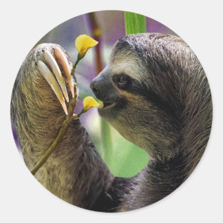 Three-Toed Tree Sloth Classic Round Sticker