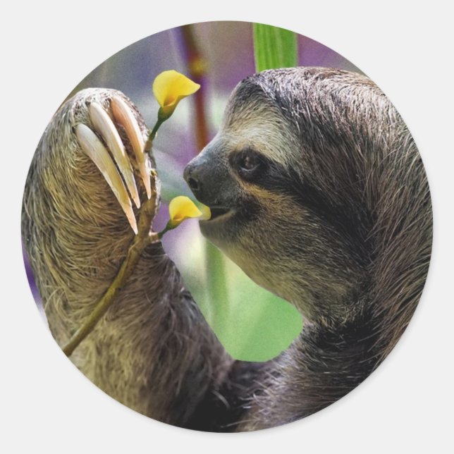 Three-Toed Tree Sloth Classic Round Sticker (Front)