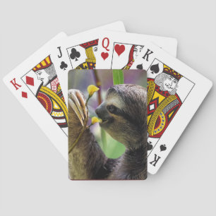 Three-Toed Tree Sloth Playing Cards