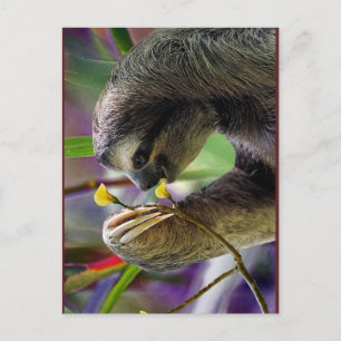 Three-Toed Tree Sloth Postcard