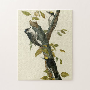Three-toed Woodpecker - Audubon's Birds of America Jigsaw Puzzle