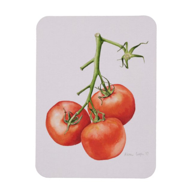 Three Tomatoes on the Vine 1997 Magnet (Vertical)