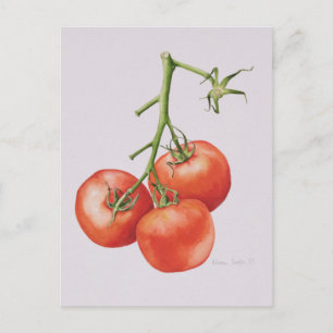 Three Tomatoes on the Vine 1997 Postcard