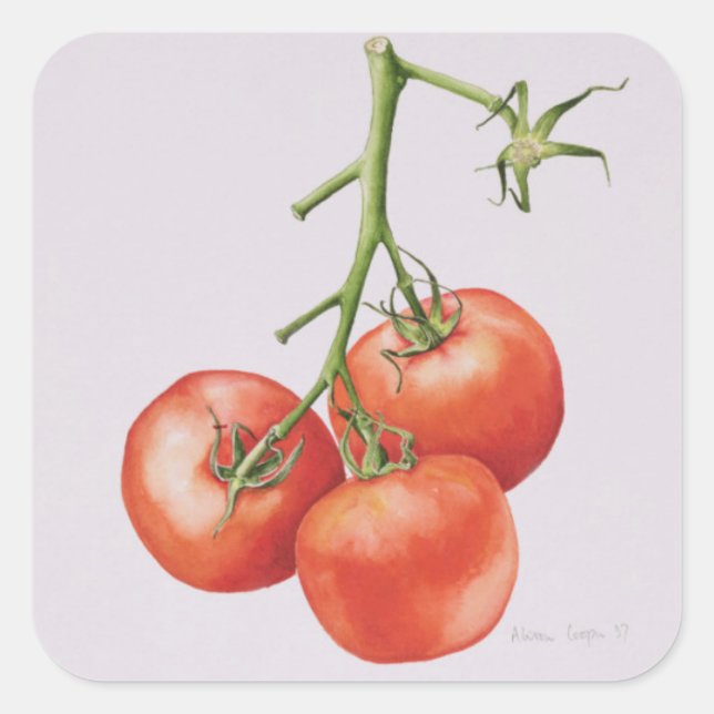 Three Tomatoes on the Vine 1997 Square Sticker (Front)