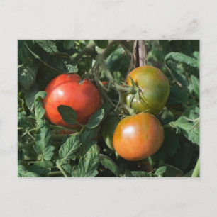 Three Tomatoes Postcard
