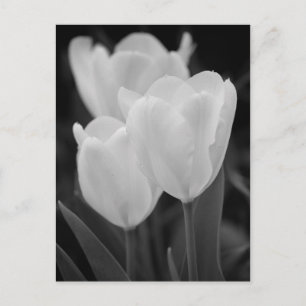Three Tulips Postcard