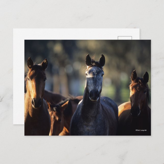 Three Warmbloods Standing together backlit Postcard (Front/Back)