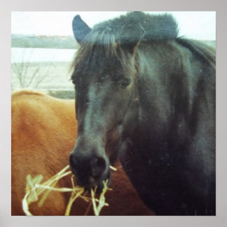 Three Ways to Draw/ Horse in Morning Dew Poster