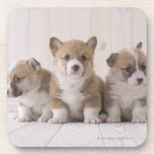 Three Welsh Corgi Coaster