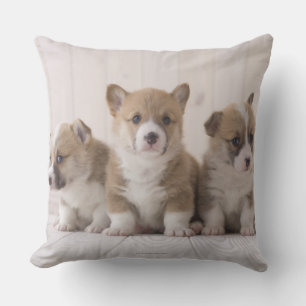 Three Welsh Corgi Cushion