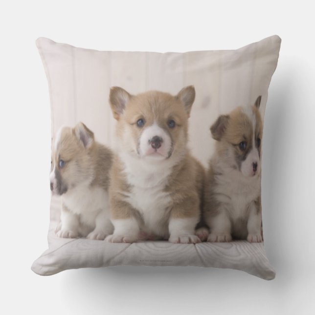 Three Welsh Corgi Cushion (Front)