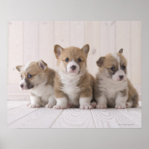 Three Welsh Corgi Poster
