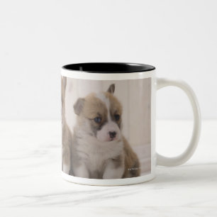 Three Welsh Corgi Two-Tone Coffee Mug