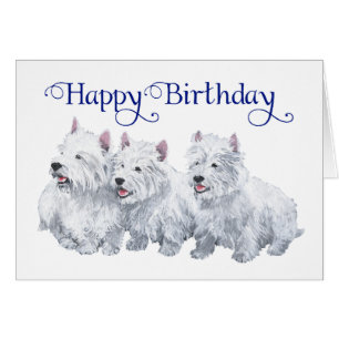 Three West Highland White Terriers