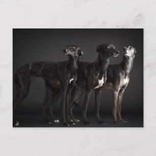 Three whippets postcard