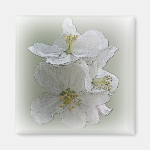 three white flowers magnet