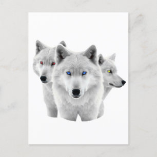 Three White Wolves Postcard