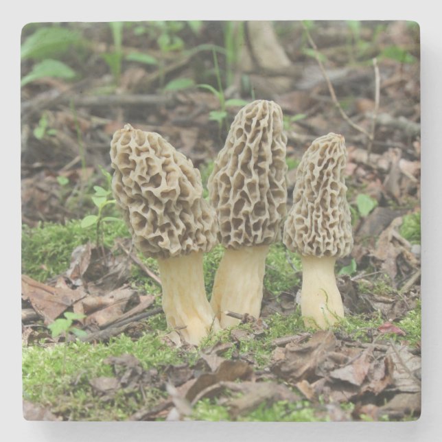 Three wild morel mushrooms in the woods stone coaster (Front)