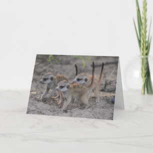 Three Wise Pups - Seasons Greetings Card