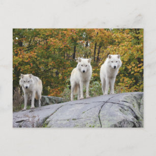 Three Wolves Postcard