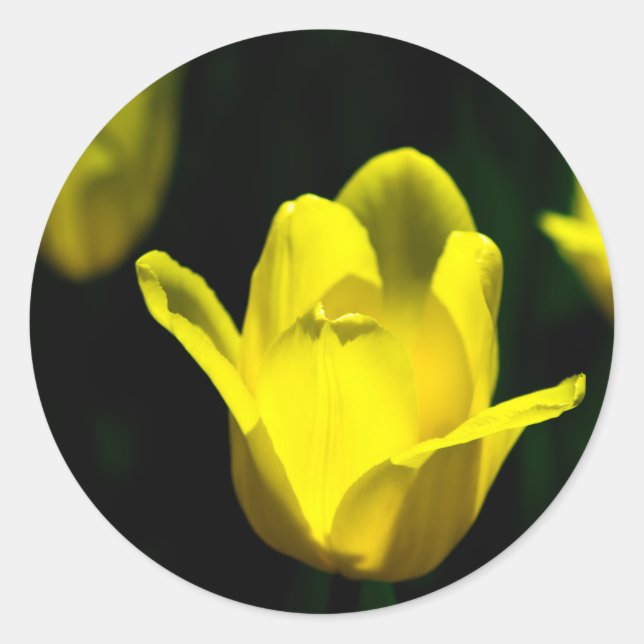 Three Yellow Tulips Classic Round Sticker (Front)