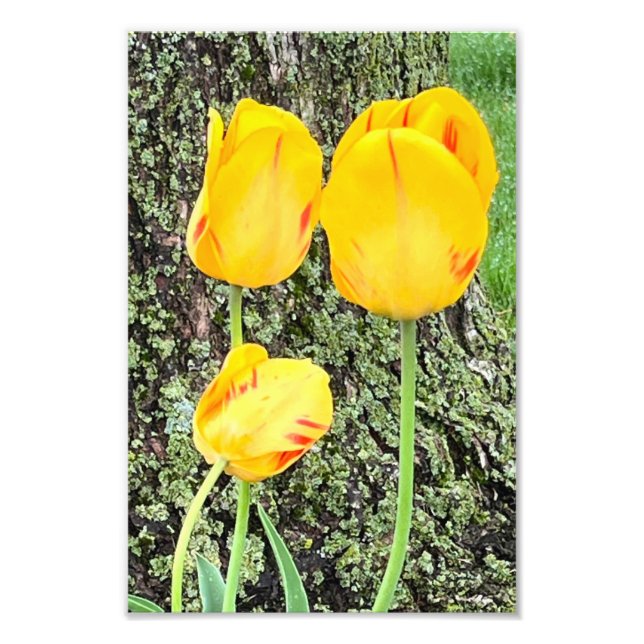 Three Yellow Tulips / Photo Print (Front)