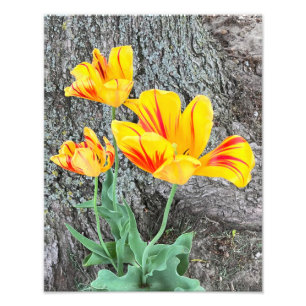 Three Yellow Tulips Sequel / Photo Print