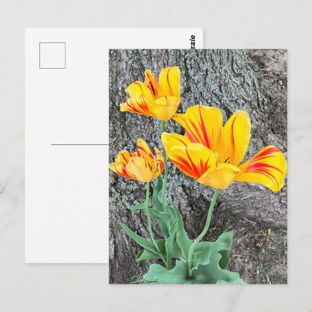 Three Yellow Tulips Sequel / Postcard (Front/Back)