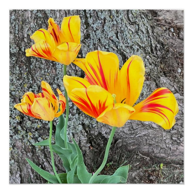 Three Yellow Tulips Sequel / Poster (Front)