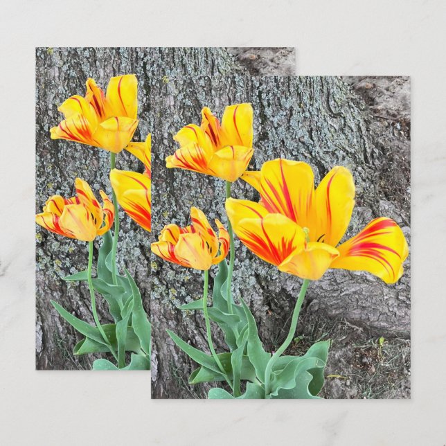 Three Yellow Tulips Sequel / Scrapbook Paper (Front/Back)