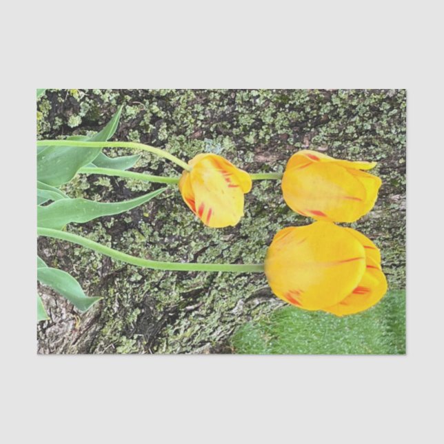 Three Yellow Tulips / Tissue Paper (Front)
