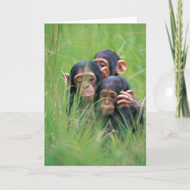 Three young Chimpanzees (Pan troglodytes) in Card (Front)