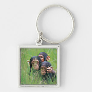 Three young Chimpanzees (Pan troglodytes) in Key Ring